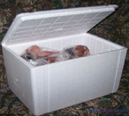 Packed Pheasant Cooler